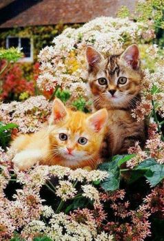 Koťata a květiny