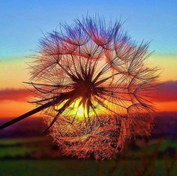 Sunset and dandelion