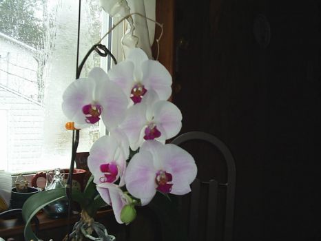Orchid1 24 Apr 14