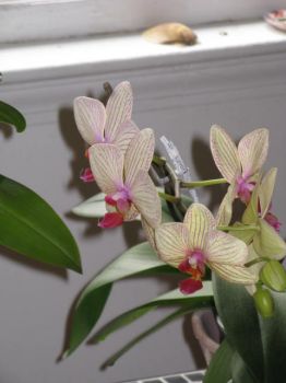 my Orchids