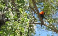 I Caught him napping - Rainbow Lorikeet on Geraldton Wax tree 