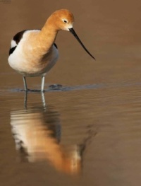 American Avocet