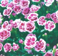 2025 May Page Flowers Calendar