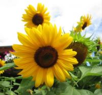 Sunflowers !