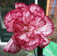 My Carnation --  update