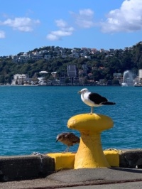 NZ Seagull