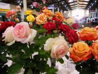 SD County Fair - Stop and Smell the Roses
