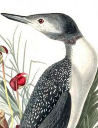 RED THROATED DIVER