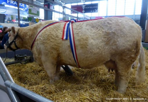 FRANCE – Paris – Paris international Agricultural Show – Award-winning Montbeliard Cow