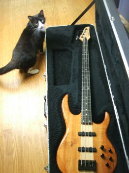 Bass kitty