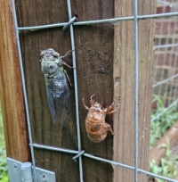 Emerged cicada - the next morning