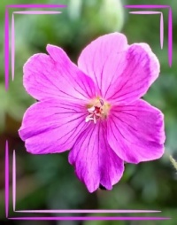 ☘️🌺...and today🌺☘️