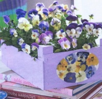 Pansies For You!