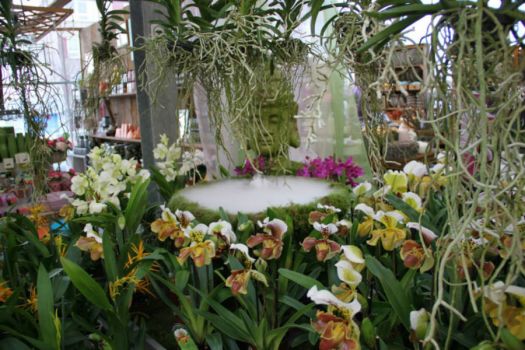 Orchids for Ank