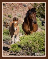 Nevada Mustangs