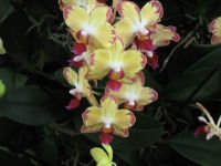 Kew Orchids (2)