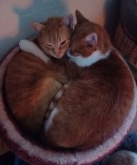 Geschwisterliebe - siblingslove