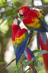 Scarlet Macaws...Costa Rica...