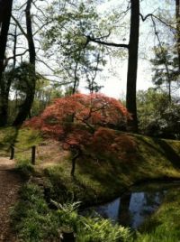 Red Maple in Maymont, Richmond, Va