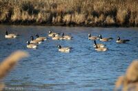 Canada Geese 4