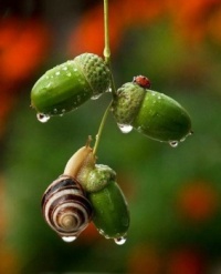 A snail and a ladybug meet with 3 acorns