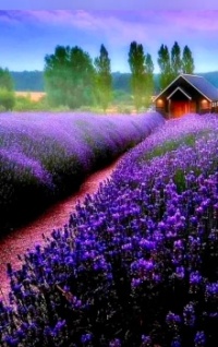 Beautiful Lavender Filled