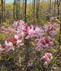 Pinxterbloom azaleas growing wild in East Tennessee