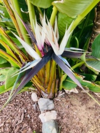 Bird of paradise plant