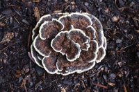 Mushroom--What is it?