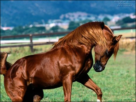horse :)