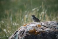 Savannah Sparrow