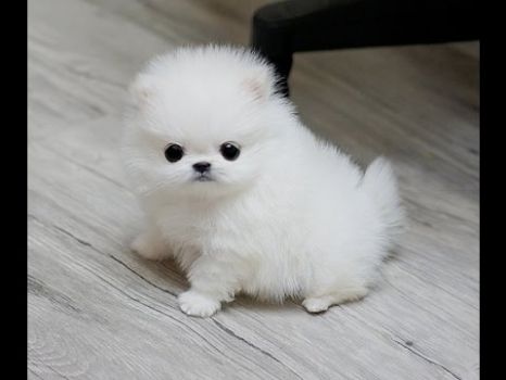 cute white pomeranian