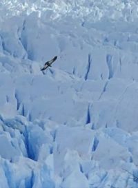 Bird and Glacier
