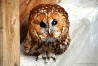 Baby tawny owl 🌿