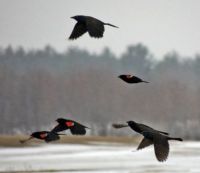 Grackles and Redwings