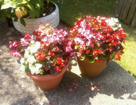 2 pots of beautiful bright begonias 