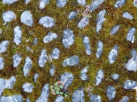Stones and moss
