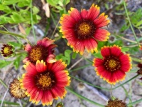 Ocracoke- Beach Flower