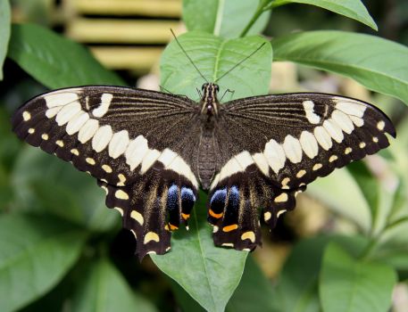 Emperor Swallowtail Butterfly
