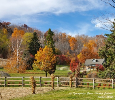 Solve Springridge Farm Oct 30 2022 jigsaw puzzle online with 399 pieces