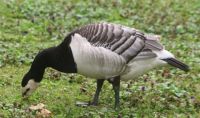 Barnacle Goose in Finland