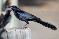 Great-tailed Grackle Male, Discovery Lake, San Marcos, California