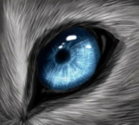 wolf animal eye blue