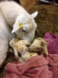 Moments after birth-Katahdin ewe
