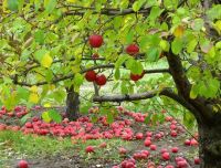 Apple Orchard