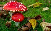 Nature Mushrooms