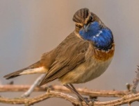 blauwborst