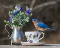 Bluebird, cup, and flowers