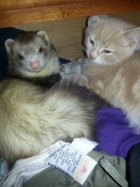 ferret and friend