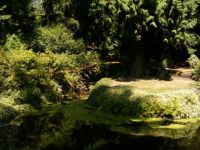Mossy Pond